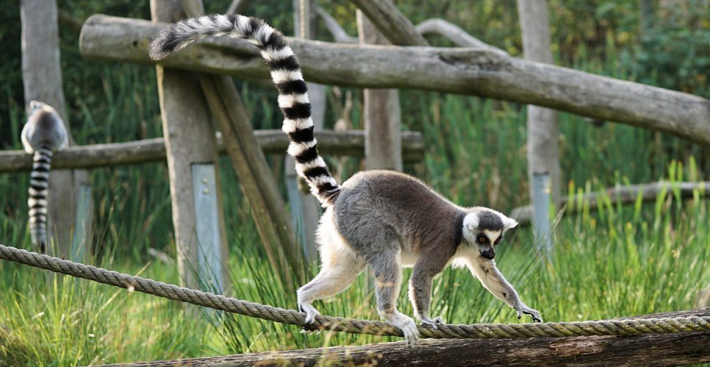 ביטויי זנב ארוך
